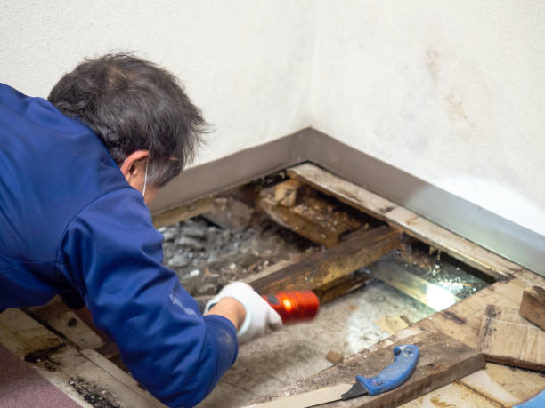 Best Kitchen Mold Remediation in Pittsville, MD
