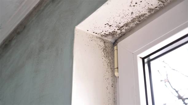 Best Basement Mold Remediation in Pittsville, MD