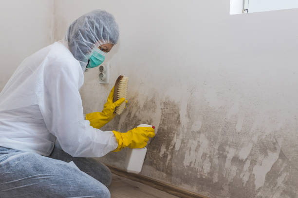Best Post-Remediation Services in Pittsville, MD