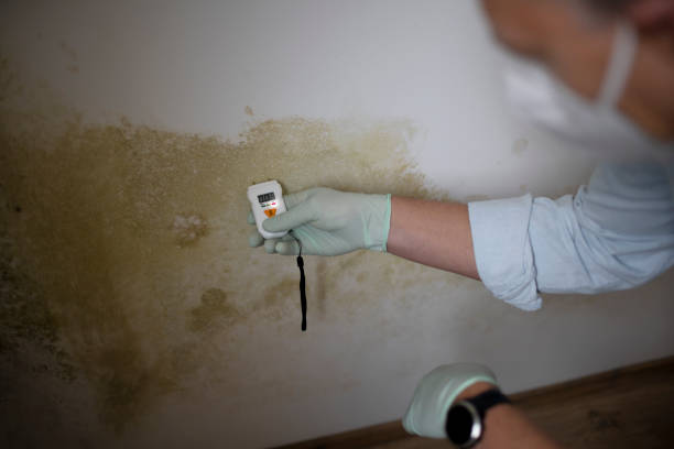 Best Insurance-Related Mold Remediation in Pittsville, MD