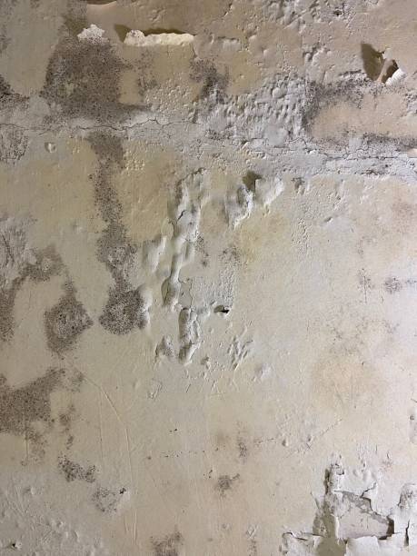 Reliable Pittsville, MD Mold Remediation Solutions