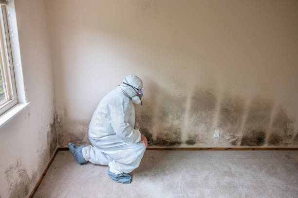 Best Commercial Mold Remediation in Pittsville, MD