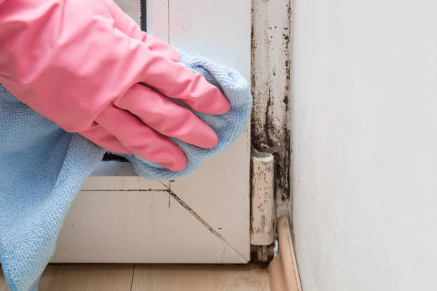 Best Kitchen Mold Remediation in Pittsville, MD