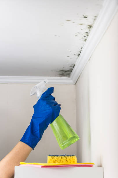Best Commercial Mold Remediation in Pittsville, MD